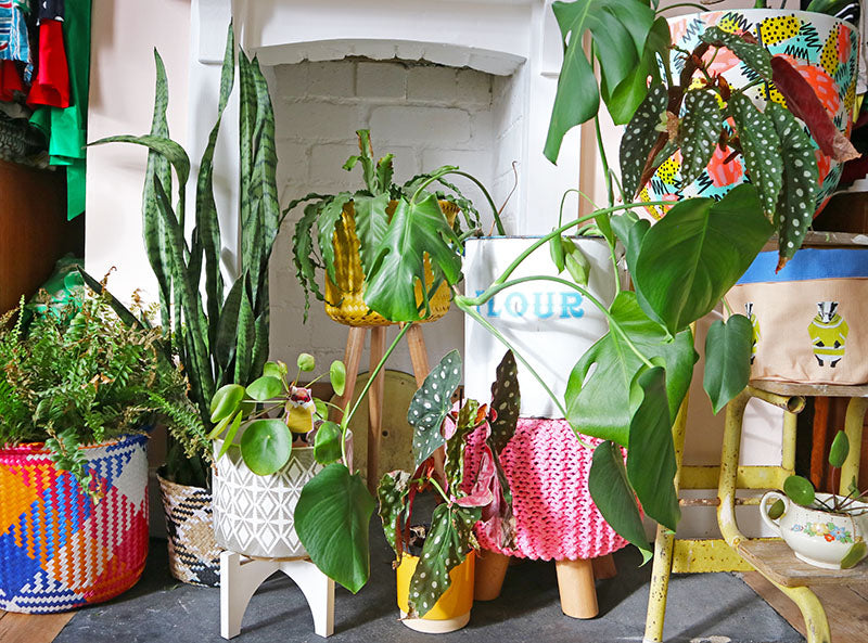 My top 5 house plants (for a plant killer)