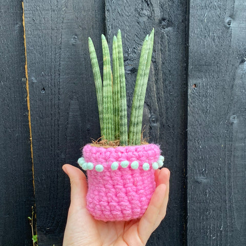 Last 2 | Mini crochet plant pot cosy